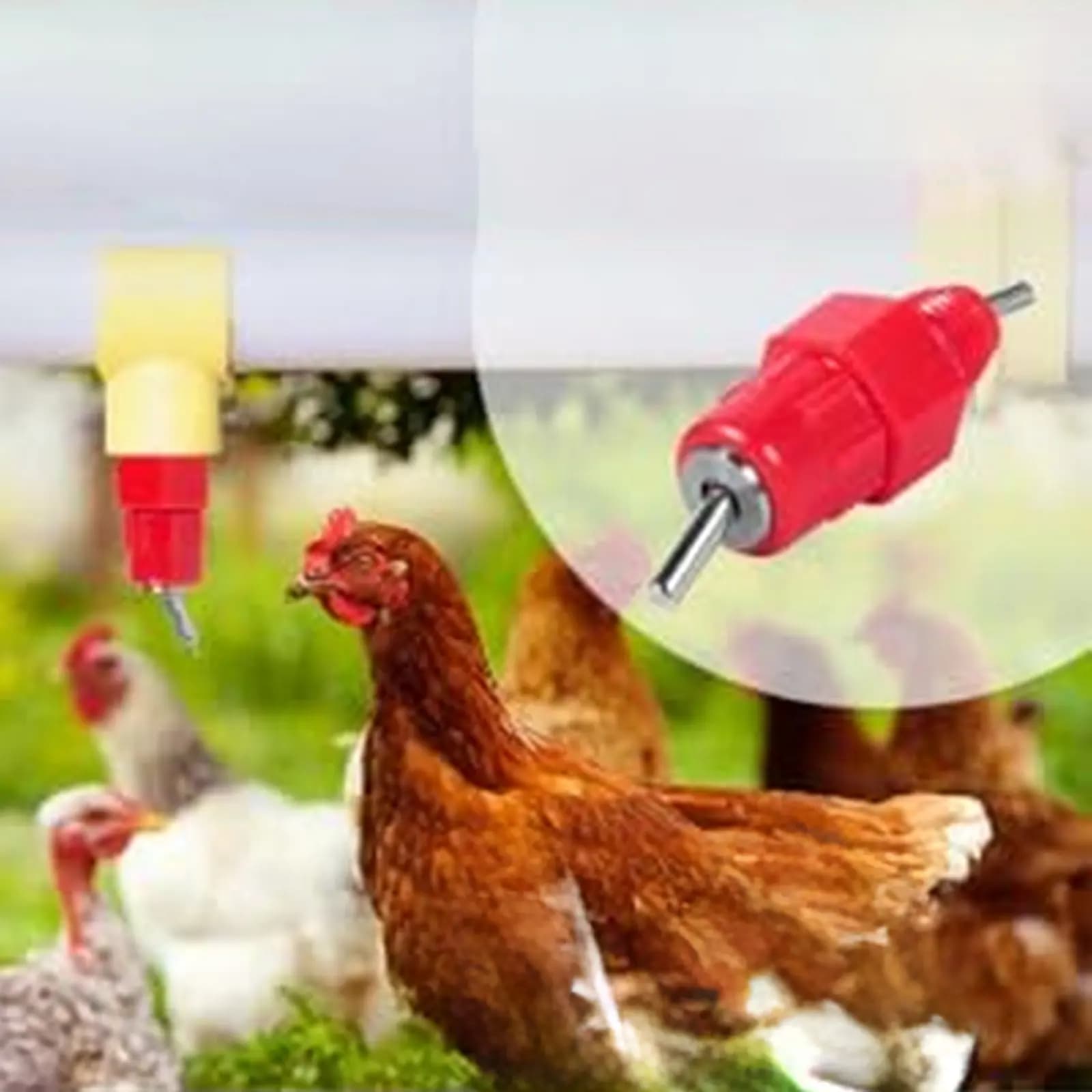 25 Pack Steel Ball Poultry Waterer for Automatic Chicken Hydration System Designed for Outdoor Chicken Applications