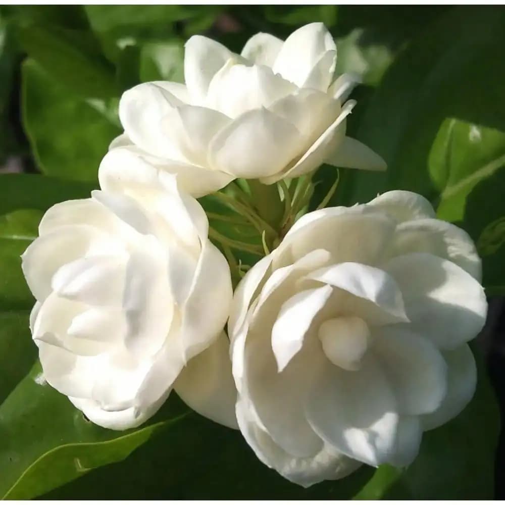 100 Semi di Gelsomino Rampicante per Coltivazione, Semi di Vaniglia Non-OGM, Fiori Rampicanti per Giardino, Casa e Balcone |