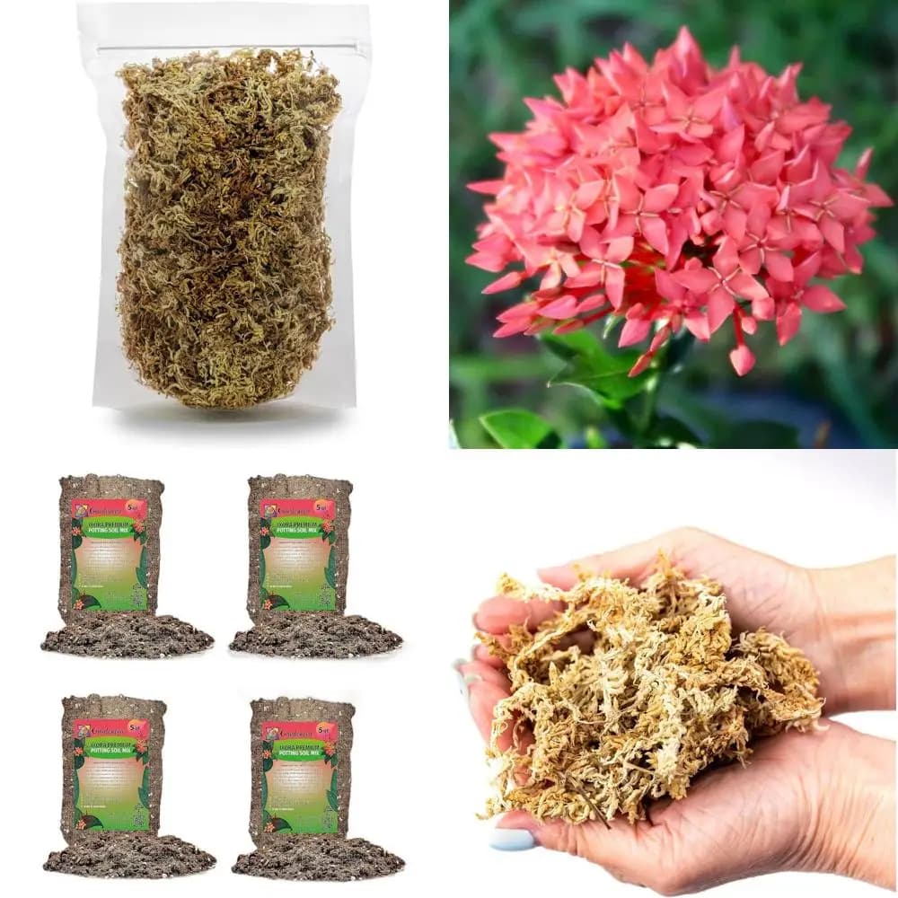 Mixture for Ixora Vases in High Performance - Formula from 20 Quarts to Stimulate Growth and Flowers