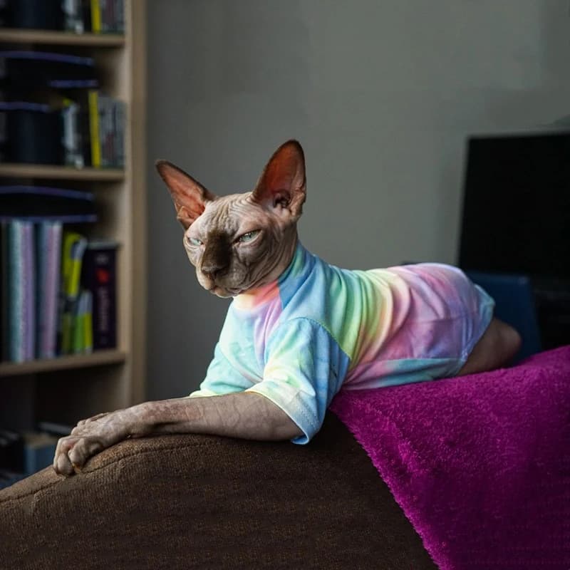 Sphinx Abbigliamento per gatti senza peli T-shirt traspirante Deven per gatti Tessuto elasticizzato Abbigliamento per gattini Camicia per animali domestici Cappotti per cuccioli