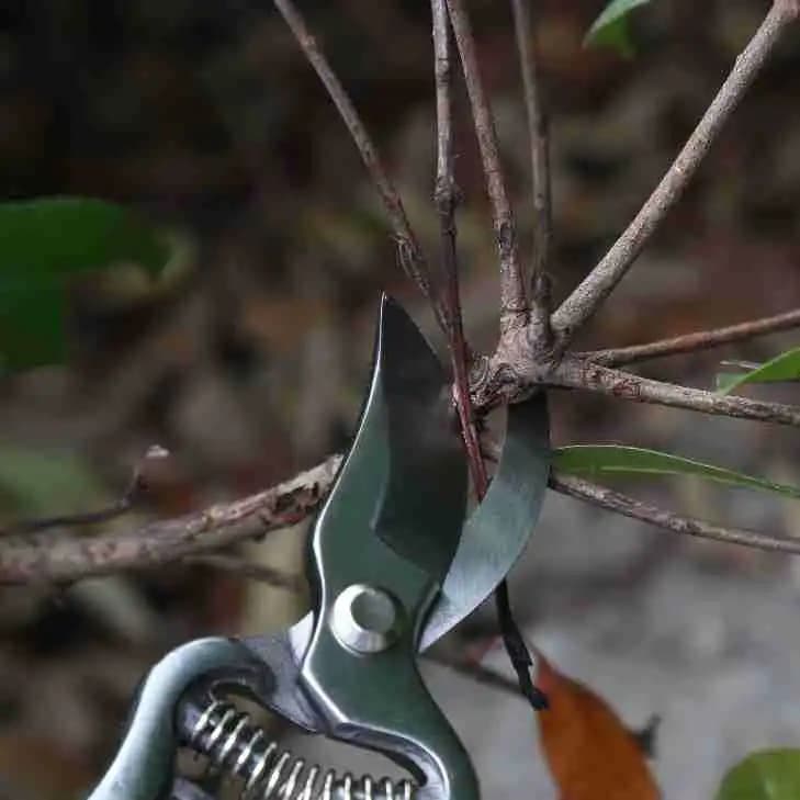 55 # Forbici da Potatura in Acciaio con Manico in Legno, Cesoie da Giardino per Frutteti, Bonsai, Alberi e Fiori