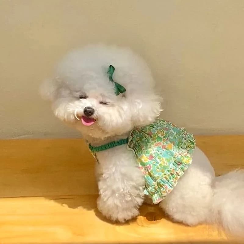 Teddy Field Sling floreale Vestiti graziosi per animali domestici Nuova gonna estiva Bichon Frise Gilet floreale verde Vestiti per cani femminili