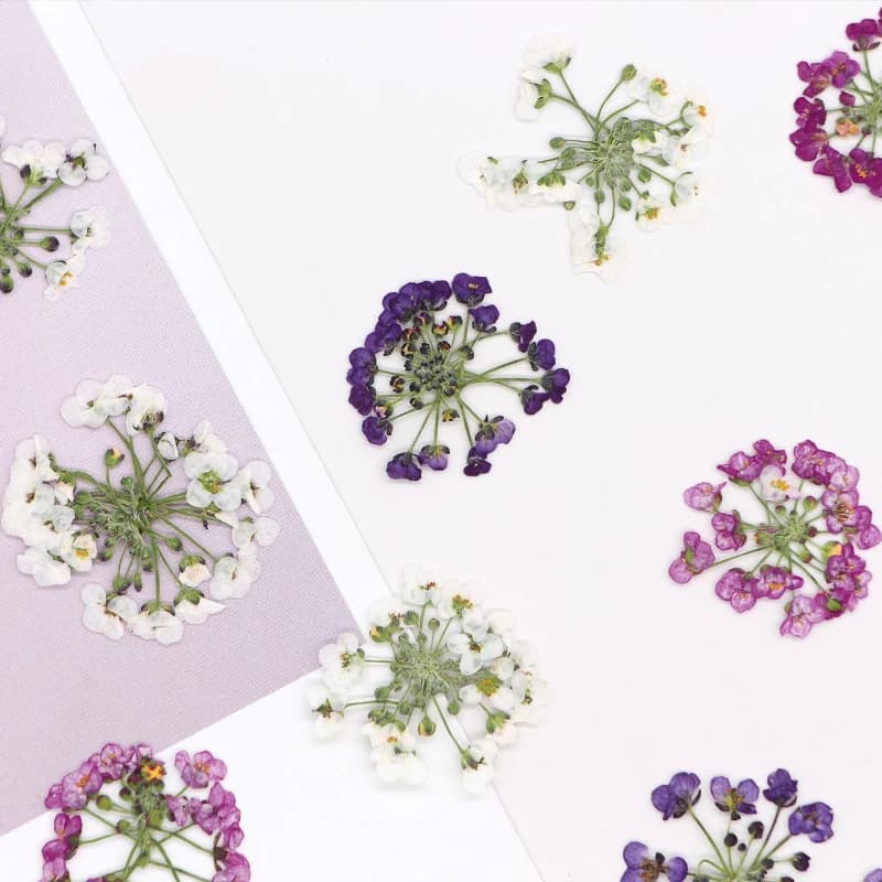 1.5-2.5 cm/12 pezzi, testa di fiore palla di neve pressata in natura, fiore genuino fai da te fatto a mano con colla cadente cornice per foto segnalibro custodia per cellulare