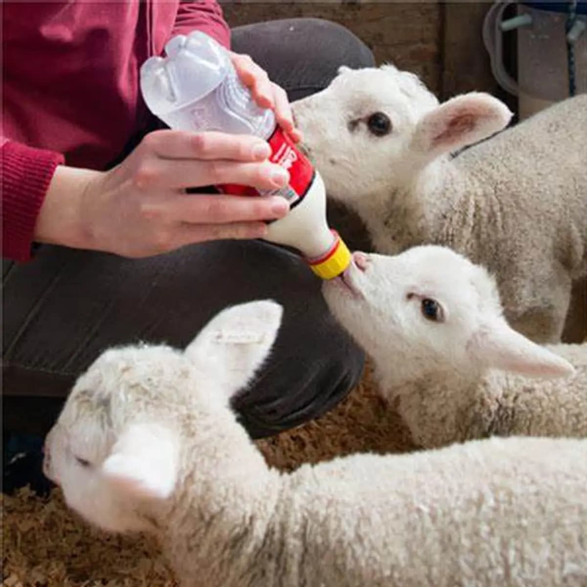 50 Pezzi Tettarelle per Latte d'Agnello in Gomma Morbida, Ciuccio per l'Allattamento di Agnelli, Capretti, Pupazzi, Puledri, Vitelli e Piccoli Animali