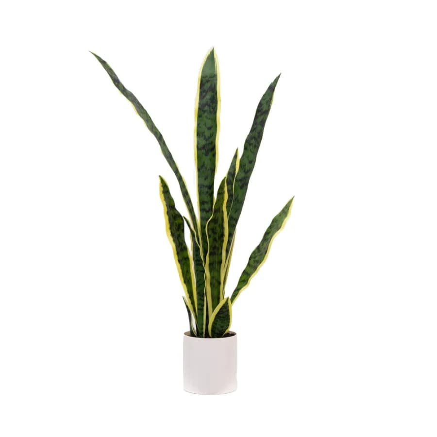 30"H Artificial Indoor Snake Plant in a Vanilla Plant Container