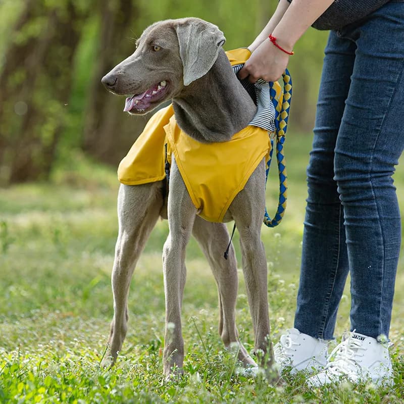 Giacca antipioggia impermeabile per cani con imbracatura riflettente e cappuccio trasparente rimovibile Cappotto antipioggia traspirante per cani leggero per cani Larrge