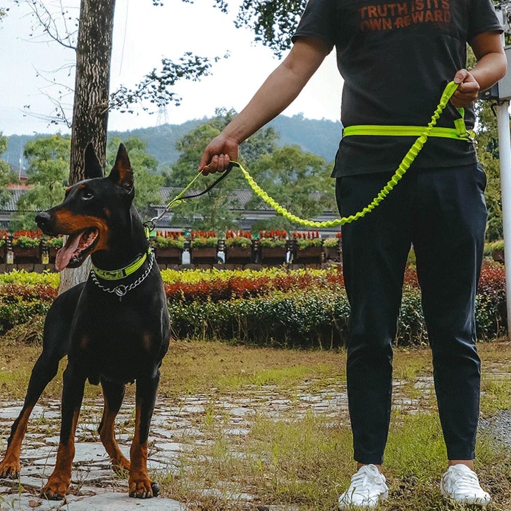 Elasticized 1-piece free-handed dog ride with handle and sturdy elastic waist adjustable for walks, jogging, hiking