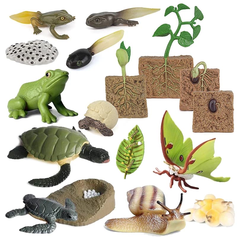 Giocattoli modello di plastica ciclo di crescita animale simulato educazione genitore-figlio Puzzle ape tartaruga farfalla rana coccinella modello TMZ