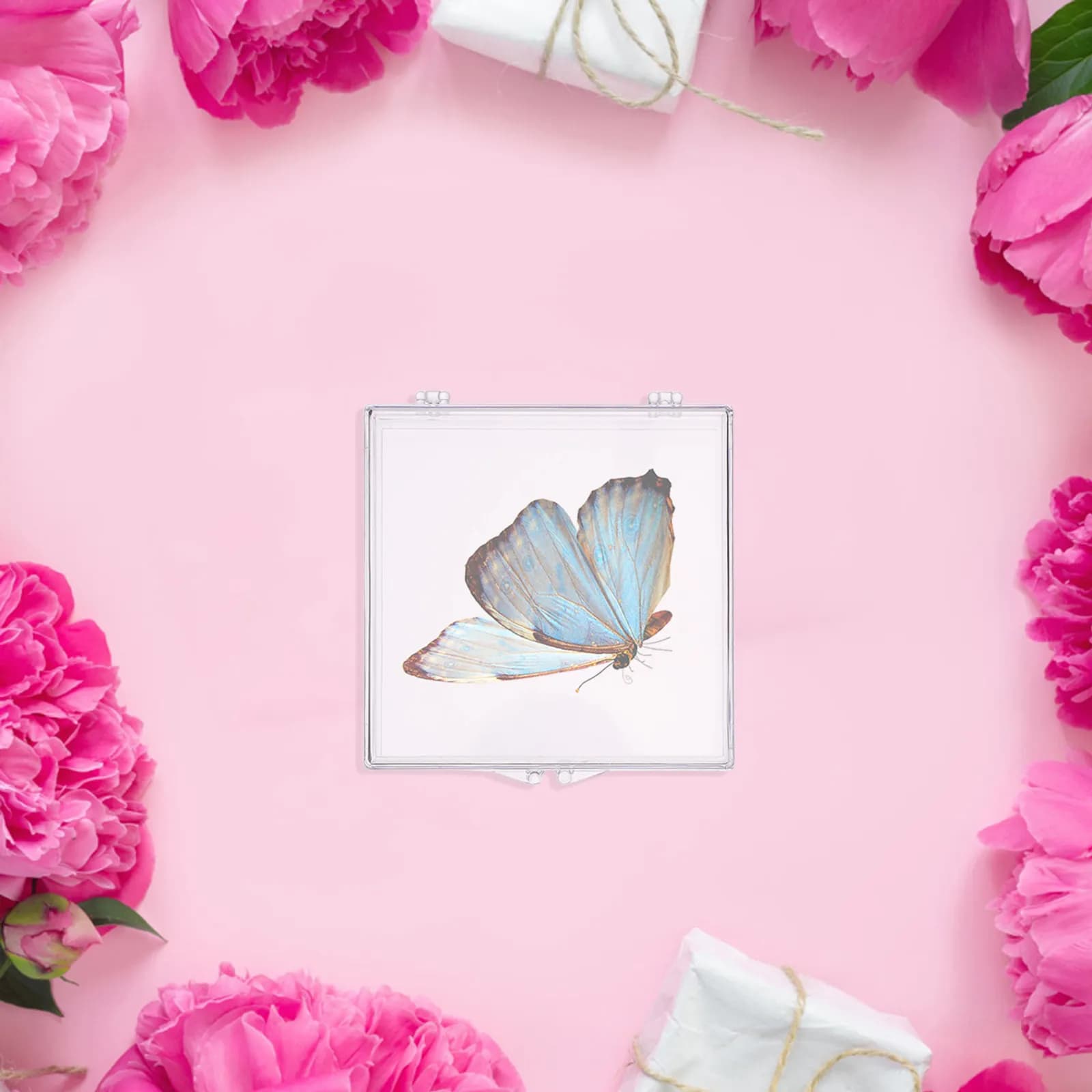 6Pcs Clear Box for Butterflies Transparent Hinged Plastic Storage Small Display Case for and