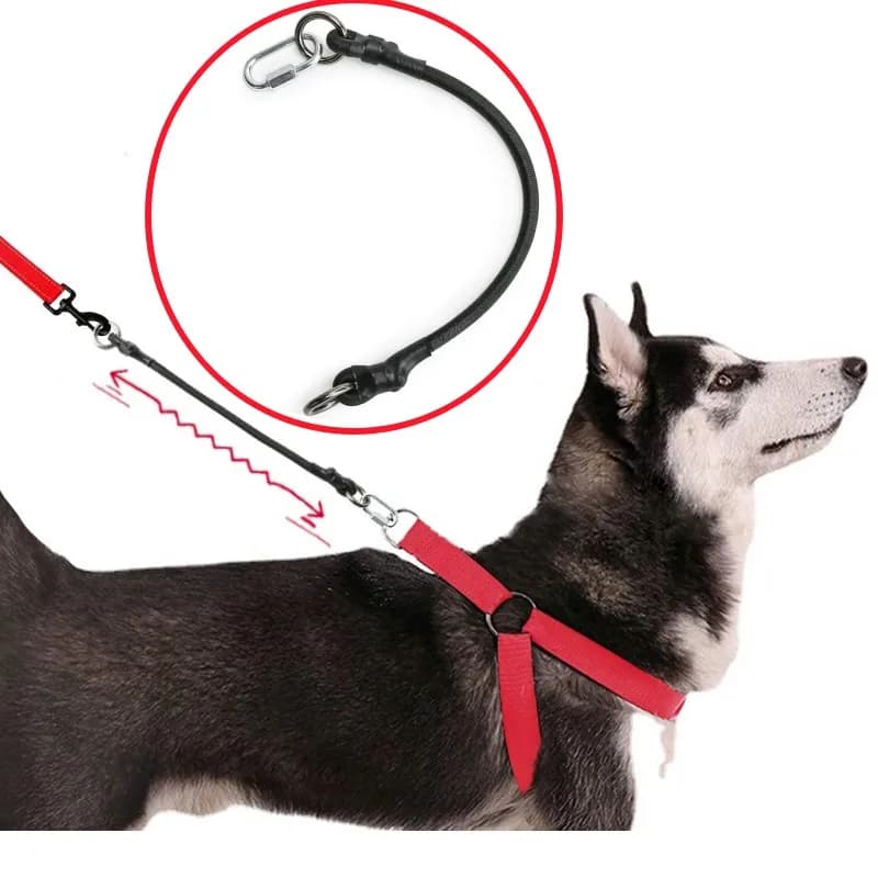 Guinzaglio per cani Estendi Guinzagli Corda Guinzaglio elastico per cani 45 cm Guinzagli di estensione per cani che camminano Sicurezza Corde a catena per animali domestici Accessori per animali domestici