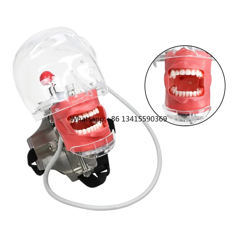 Training model for dental equipment Ghost head model for dummy dental simulator with 28-piece teeth