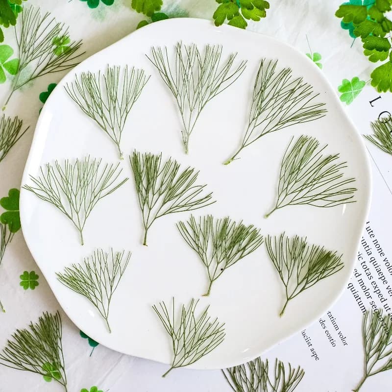 24pcs,Natural Kochia Pressed Dried Flowers DIY Craft Kit-Resin Scrapbook Herbarium Art Bohemian Decorative Painting Supplies