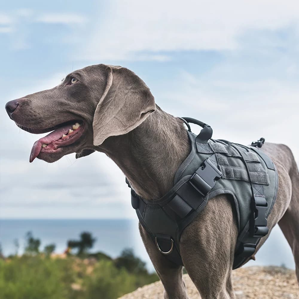 Pettorina tattica per cani resistente, gilet militare in nylon per cani, gilet regolabile per animali domestici per addestramento di cani di grandi dimensioni, sicurezza traspirante