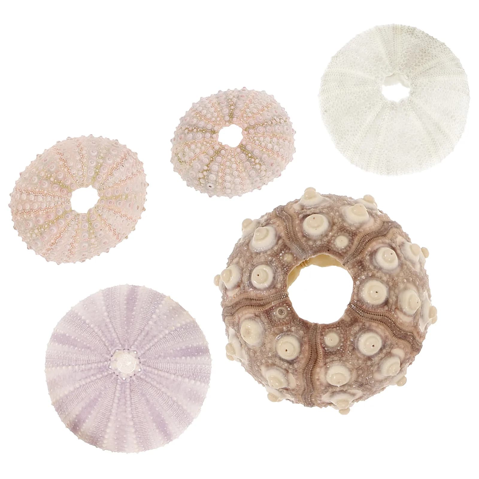 5Pcs Natural Sea Urchin Shell Air Plant Holders Creative Small Sea Urchin Pots Tabletop Home Decor Aquarium Display