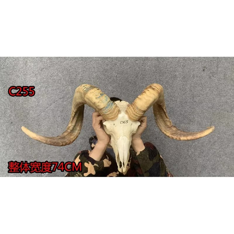 Tibetan pure natural real sheep skull and horn specimens, decorative ornaments, handmade wall hangings, unique handicrafts
