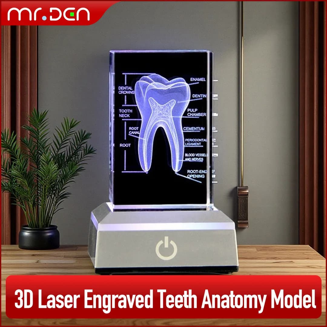 Dentale 3D inciso al laser cubo di cristallo scheletrico umano figurine regali di scienze mediche organo souvenir modello anatomico fermacarte