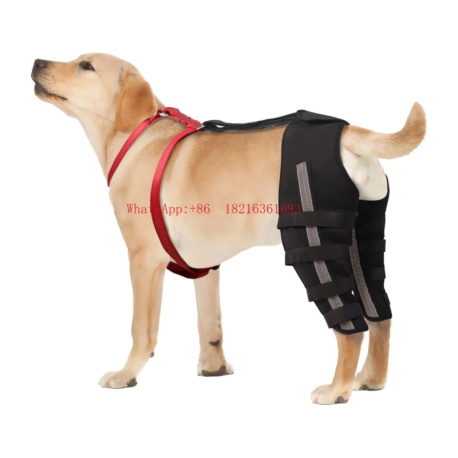 Ginocchiere per Cani Adatte a Cani con Legamenti Crociati Strappati e Patelle Danneggiate per Alleviare il Dolore Articolare