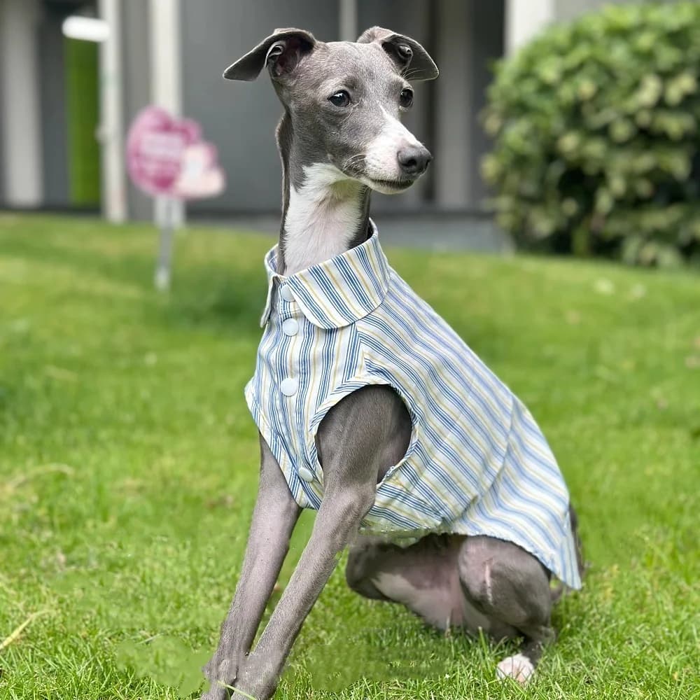 Camicia senza maniche in cotone a righe blu levriero italiano Tessuto fresco e confortevole Abbigliamento estivo ultrasottile per cani Whippet