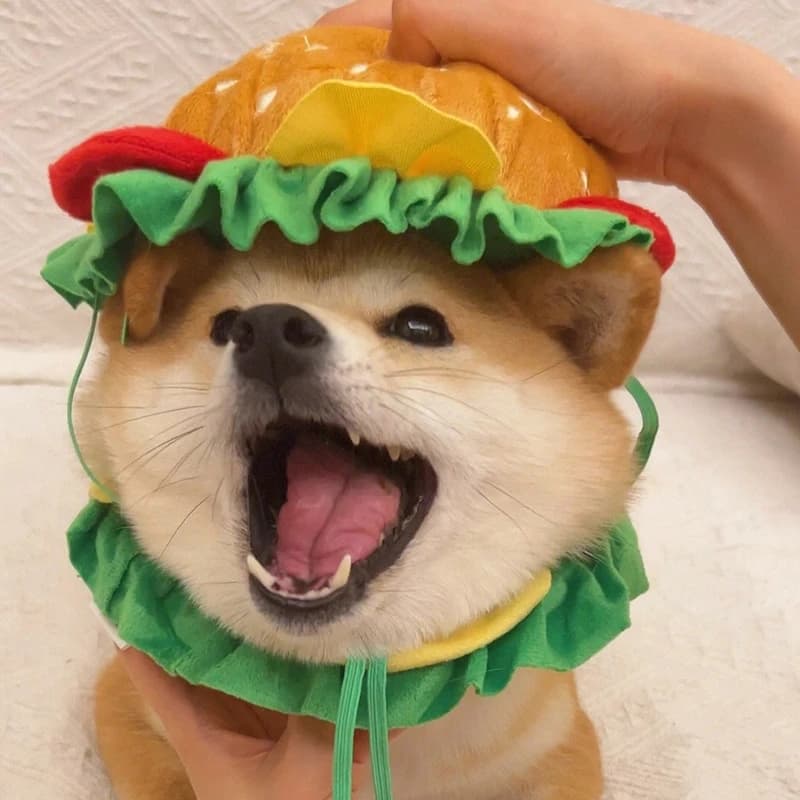 Costume di Halloween per cani e gatti: cappello a forma di hamburger, bavaglino a forma di patatine fritte, accessori divertenti per travestimenti, costume cosplay Elisabeth Circle