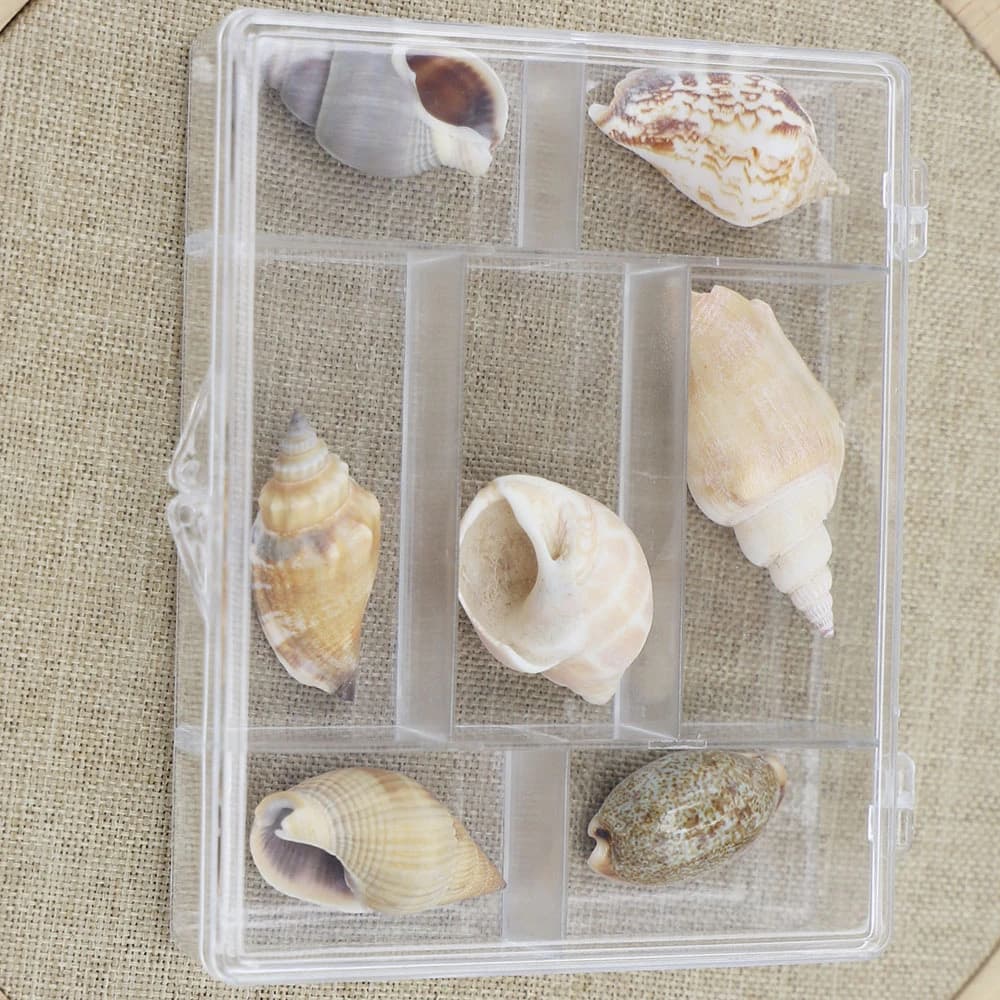 1 Scatola di Perle di Conchiglia Naturali, Set Rettangolare a 7 Scomparti, Mix di Conchiglie per Decorazioni Acquario, Tema Nautico, Fai da Te, Collane, Ornamenti per Acquari