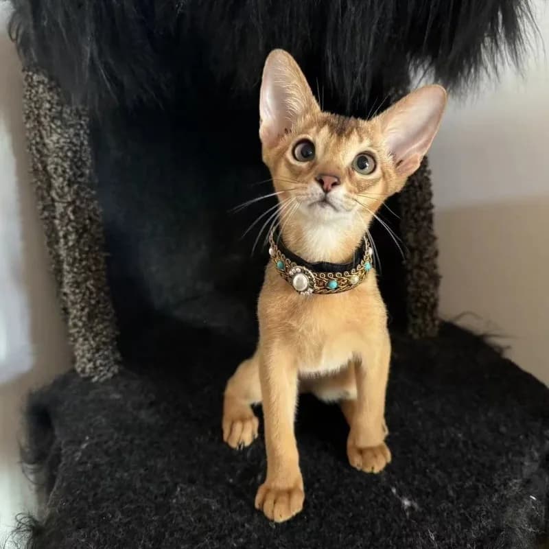 Elegant Velvet Cat Collar with Gemstone and Pearl Luxury Pet Necklace Jewelry for Photoshoot Pet Accessory