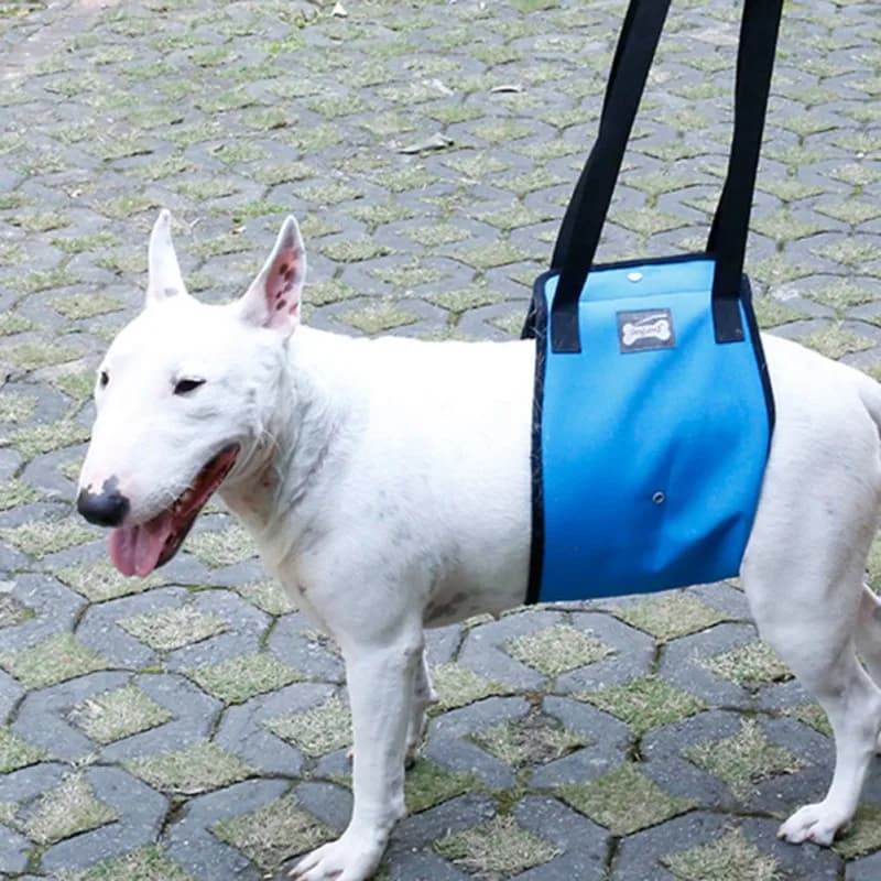 Imbracatura per sollevamento cani per ausilio canino e cani anziani Imbracatura regolabile per la gamba posteriore del cane per lesioni articolari di anziani disabili Supporto per la gamba posteriore dell'animale domestico