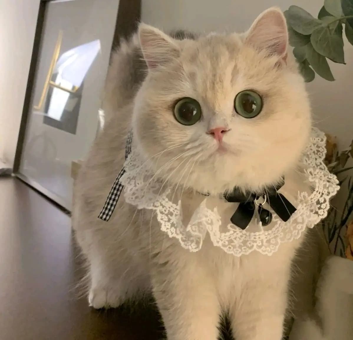 Collare per Gatti e Cani in Seta, Sciarpa a Nastro per Gattini e Cuccioli, Collare in Pizzo Stile Principessa, Collana con Campanello, Bavaglino, Nuovi Accessori per Gattini, Papillon