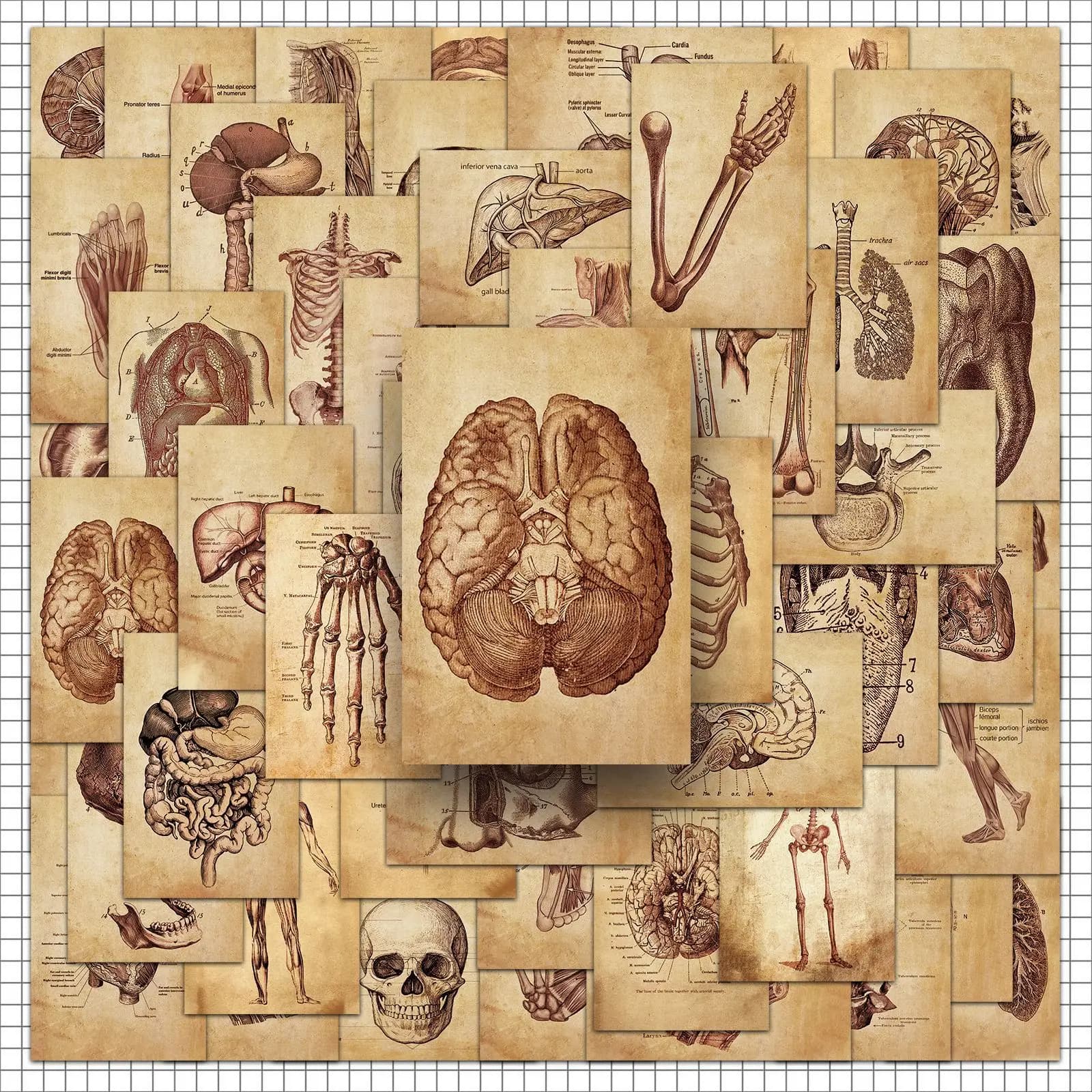 50 Adesivi Retrò a Tema Anatomia per Telefono, Laptop, Notebook, Valigia, Skateboard - Adesivi Estetici Fai-da-Te