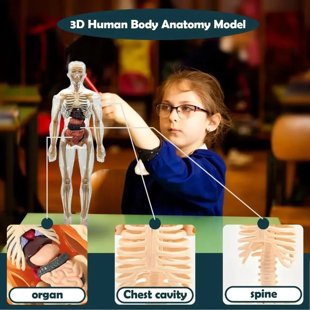 Modello 3D in Plastica del Torso Umano, Manichino Fai-da-Te, Puzzle Educativo Scientifico Cognitivo, Modello Scheletrico Montessori