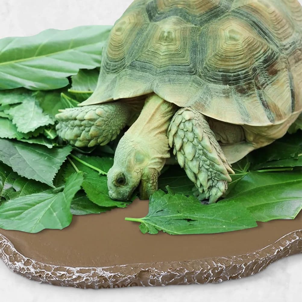 2 Pezzi Ciotole in Resina per Rettili, Grandi Mangiatoie per Lucertole, Ciotole per Acqua, Accessori per Terrari e Tartarughe