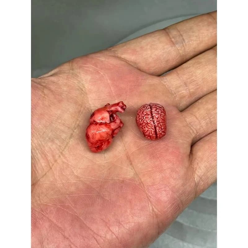 Miniature Resin Heart & Brain Model Glass Jar Specimen Ornament Simulation Organ Decor