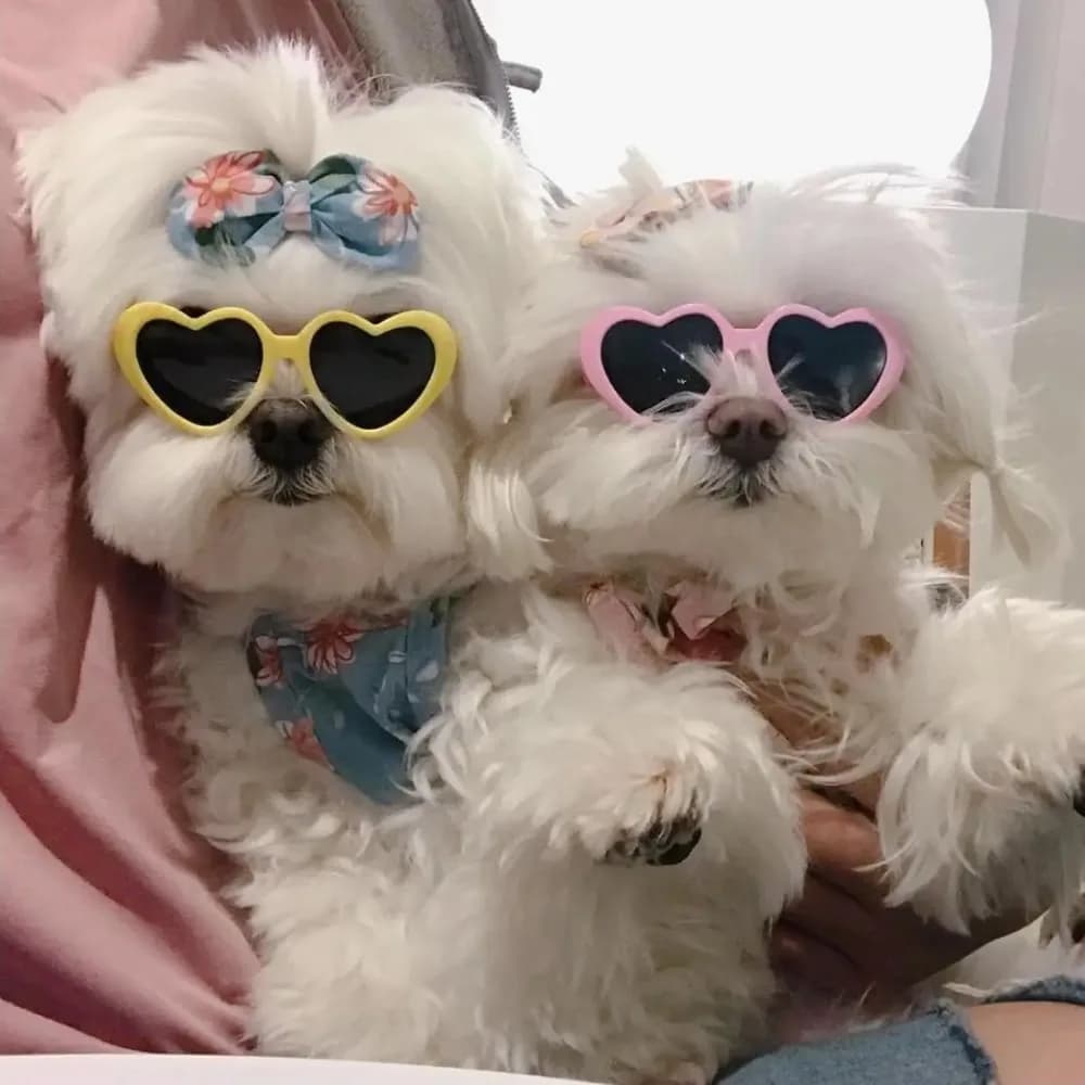Occhiali per Animali Domestici, Occhiali da Sole Creativi e alla Moda per Cani e Gatti, Occhiali con Gioielli per Cani e Gatti, Accessori Decorativi per la Bellezza degli Animali Domestici