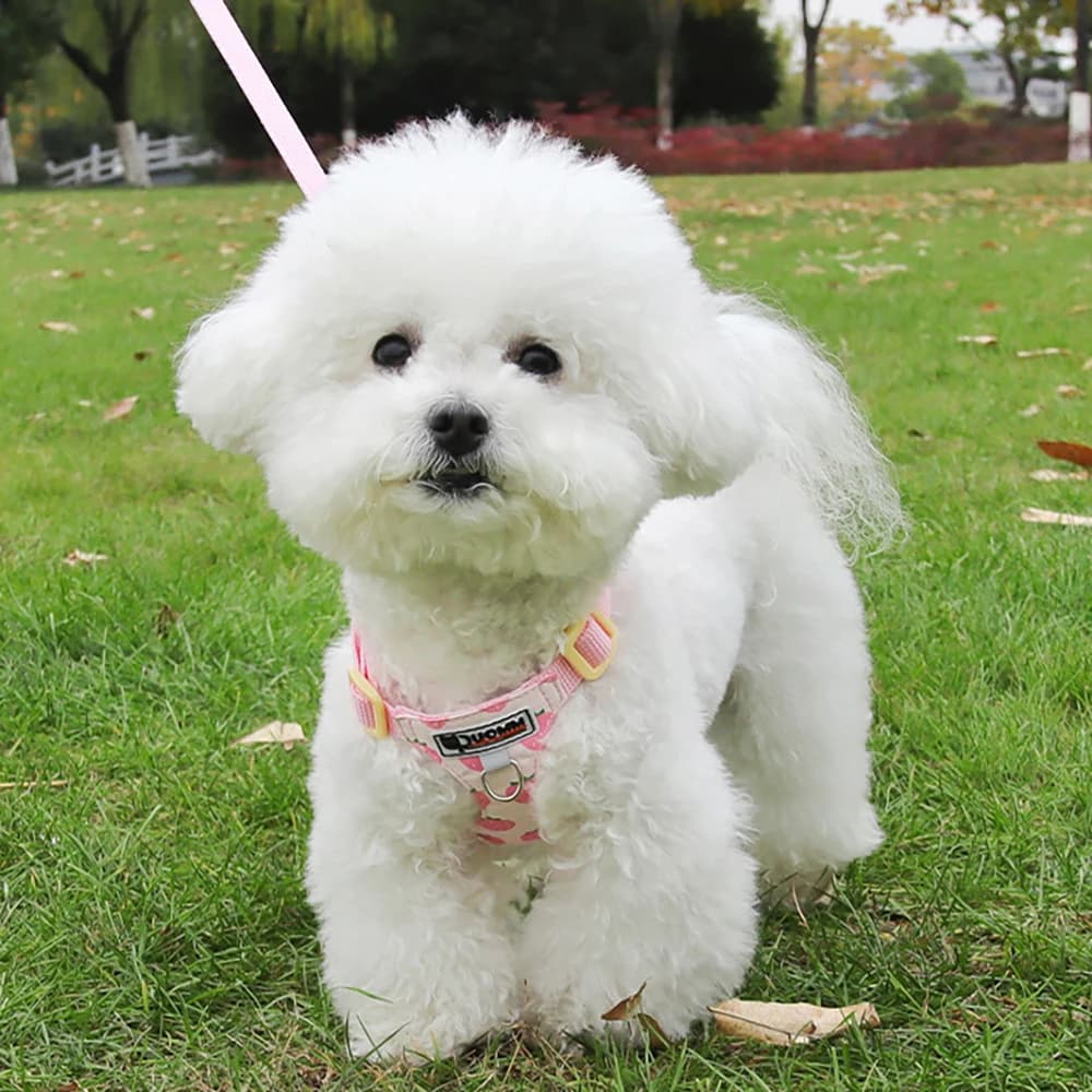 Puppy Print Dog Harness & Leash Set - Cute Adjustable Soft Padded Vest, No Pull Pet Walking Gear for Small Medium Dogs