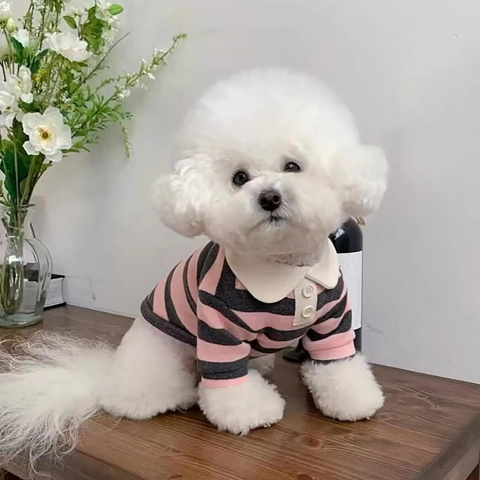 Small Dog Tshirt Casual Striped Outfits With Collar Breathable Dog Clothing For Photography Birthday Holiday Party Outdoor
