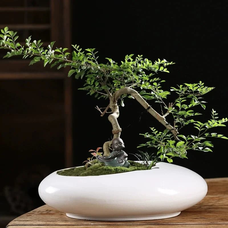 Ceramic Plant Tray Hydroponic Water Cultivation Lucky Wood Base Lotus Leaf Flower Pot Home Decorative Accessories