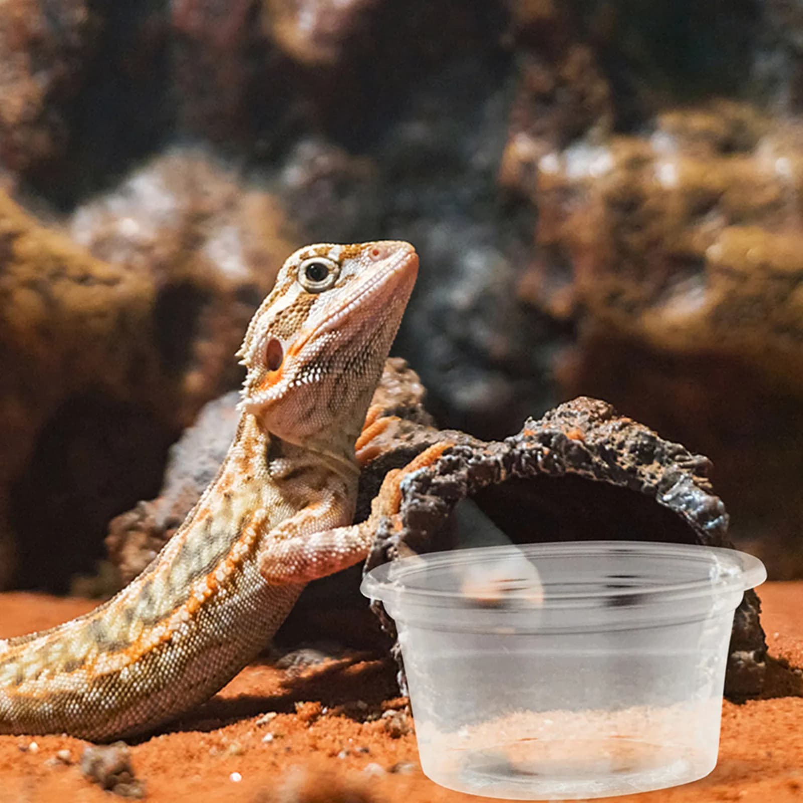 30 Pezzi Ciotole in Plastica per Cibo e Acqua per Rettili, per Gechi, Serpenti, Lucertole, Accessori per Terrari, Contenitori per Acqua