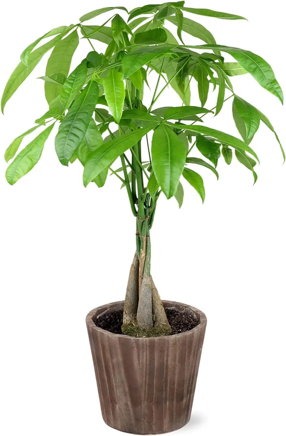 Live Money Tree Plant 14-16 Inches Tall in 5 Inch Brown Wooden Pot for Indoor Use