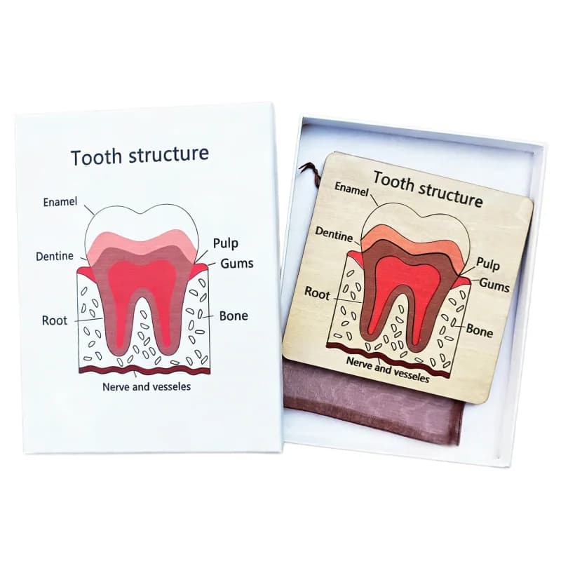 Puzzle in Legno Educativo sulla Struttura dei Denti, Gioco per Bambini, Kit Anatomico Dentale, Accessori per Cliniche Odontoiatriche, Set Regalo