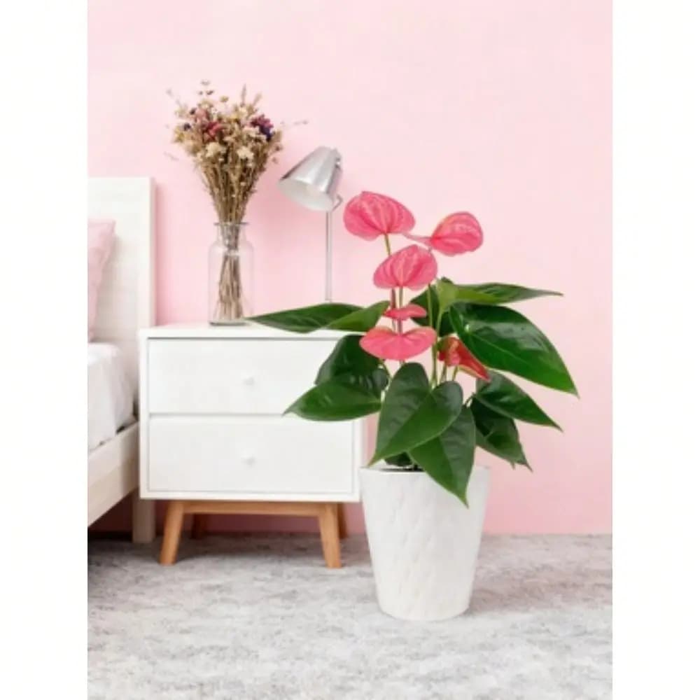Add Ice 1418 Anthurium Tall Pink Sweet Dream, pianta vivente in vaso di ceramica bianca con base in muschio, pianta da interno