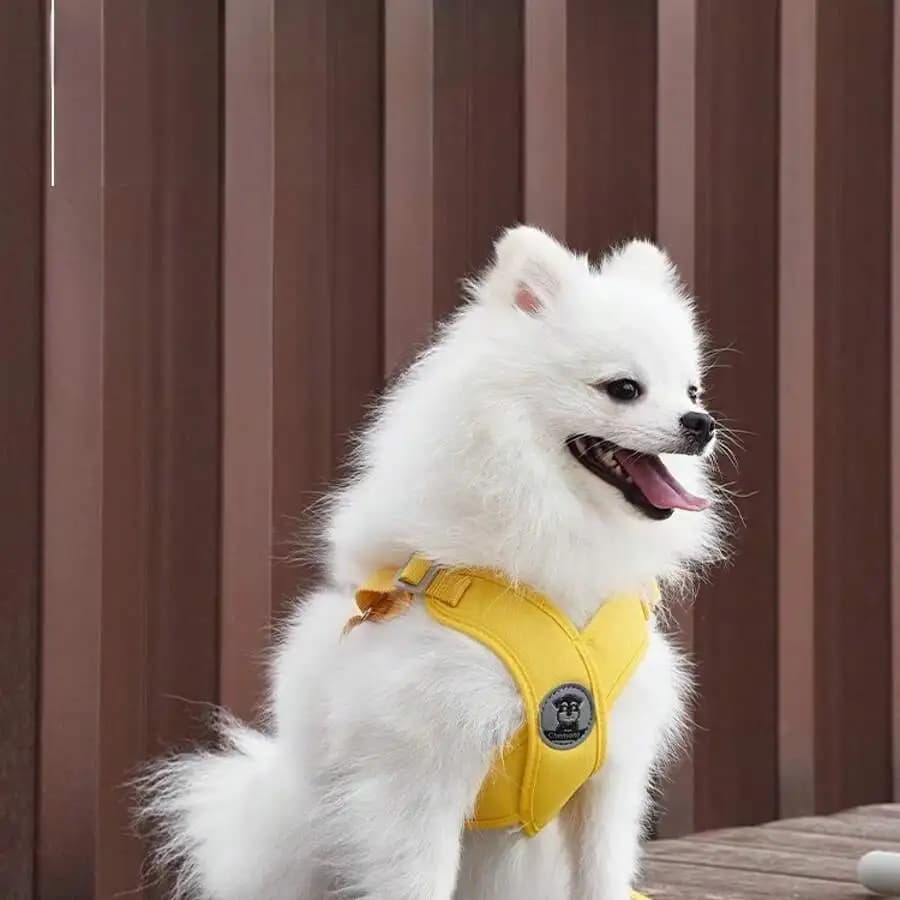 Set di Pettorina e Guinzaglio Regolabile e Traspirante per Cani, per Passeggiate Confortevoli all'Aperto