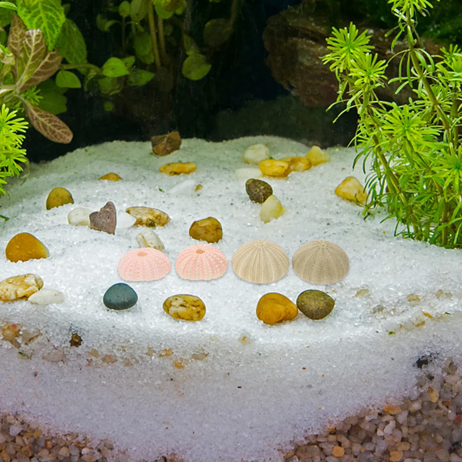 Set di 5 Vasi per Piante Aeree a Forma di Riccio di Mare, Materiale Naturale in Conchiglia, Fioriere Uniche per Artigianato, Regali, Casa, Balcone, Davanzale, Tavolo da Pranzo