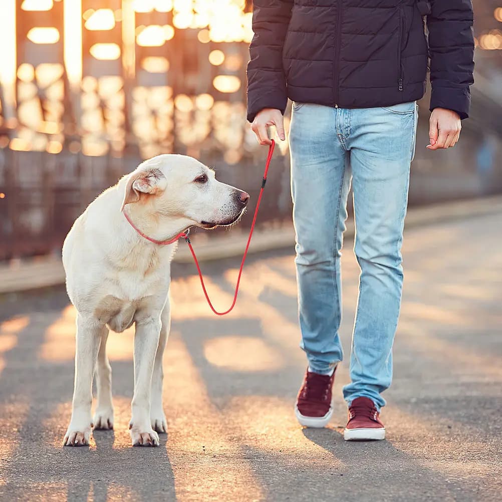Guinzaglio professionale per cani da 3 pezzi, resistente all'usura, comodo, delicato sulla pelle, con cinturino largo per l'addestramento dei cuccioli, per camminare, correre, fare escursioni