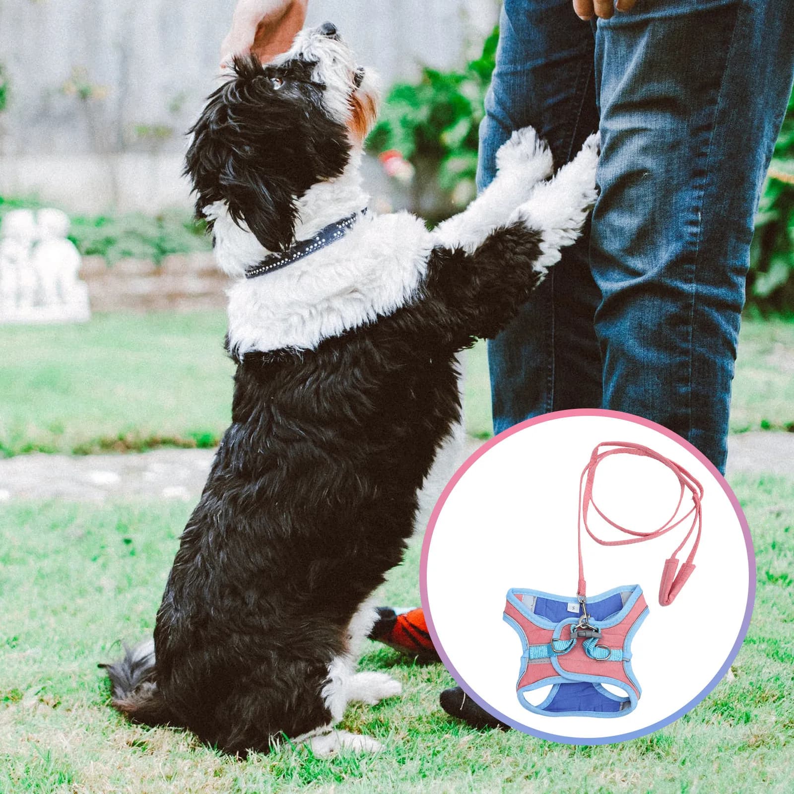 Dog Cat Harness Vest with Leash Fashionable Comfortable Easy on Off for Small Pets Indoor Outdoor Activities Photo Session Gift