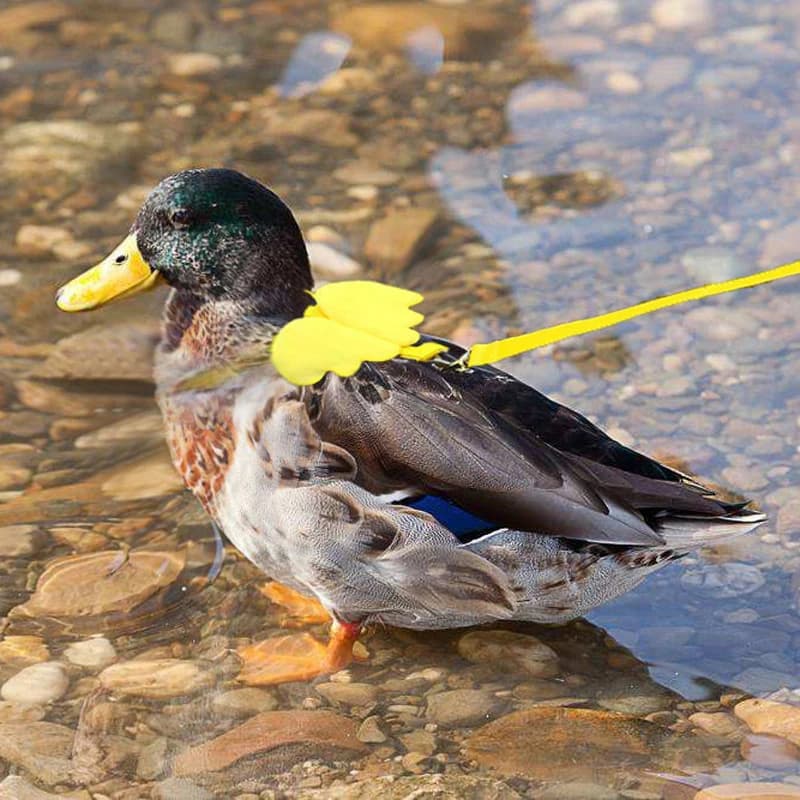 Guinzaglio Regolabile per Cani e Gatti, Adatto anche per Piccoli Animali, per Addestramento, Passeggiate e Trascinamento - Accessori per Animali Domestici
