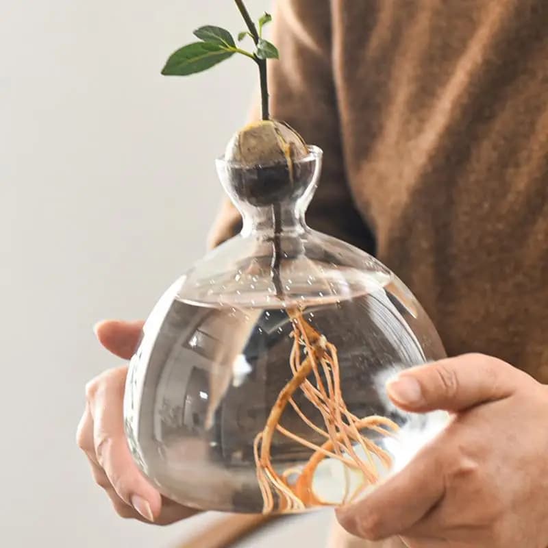 Kit per la coltivazione di alberi di avocado Vaso per coltivazione di alberi elegante Vaso per piante in vetro elegante Vasi in vetro unici Design trasparente e versatile per interni