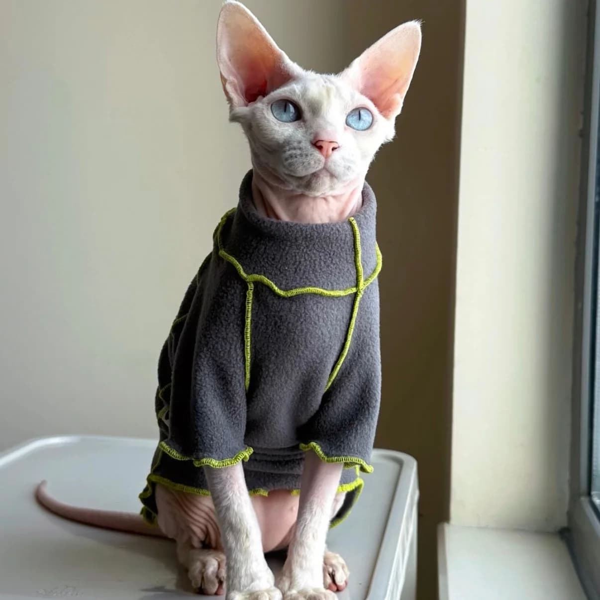Cappotto in pile grigio a maniche lunghe per gatti Sphynx, morbido e antimacchia, ideale per l'inverno e la primavera, abbigliamento da casa per gatti senza pelo e gattini.