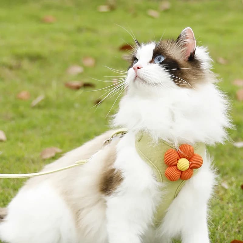 Flower Shape Pet Vest Harness & Leash Set For Cats & Dogs Adjustable Soft Walking Harness Fit 0.5-14kg Small Medium Pets Outdoor