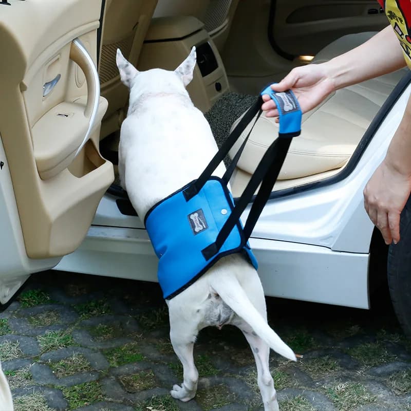 Imbracatura di Supporto per Cani, Imbracatura Morbida Imbottita per Gambe Posteriori, per Cani Anziani o con Lesioni Articolari, Supporto per Zampe Posteriori