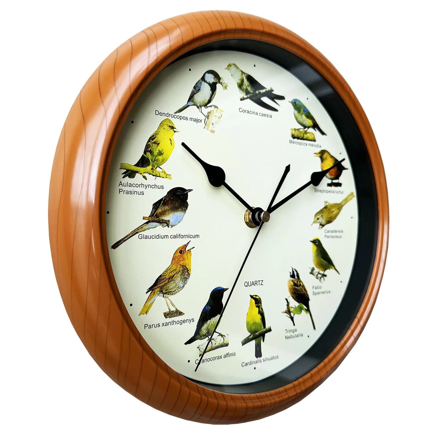 Watch with sounds of nature in plastic, decorative watch with 12 birds