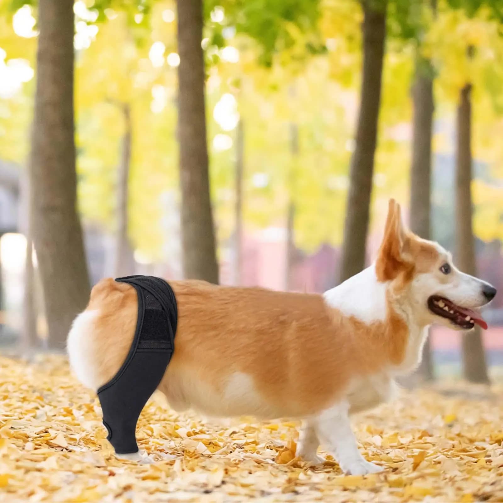 Supporto Multifunzionale per Ginocchia di Cani, Resistente agli Urti, per Zampe Anteriori e Posteriori, Comoda Fascia per Animali Domestici